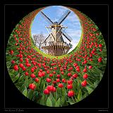 Keukenhof Hollandia